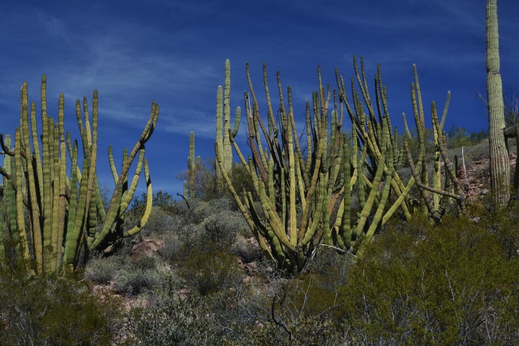 organ pipe cactus